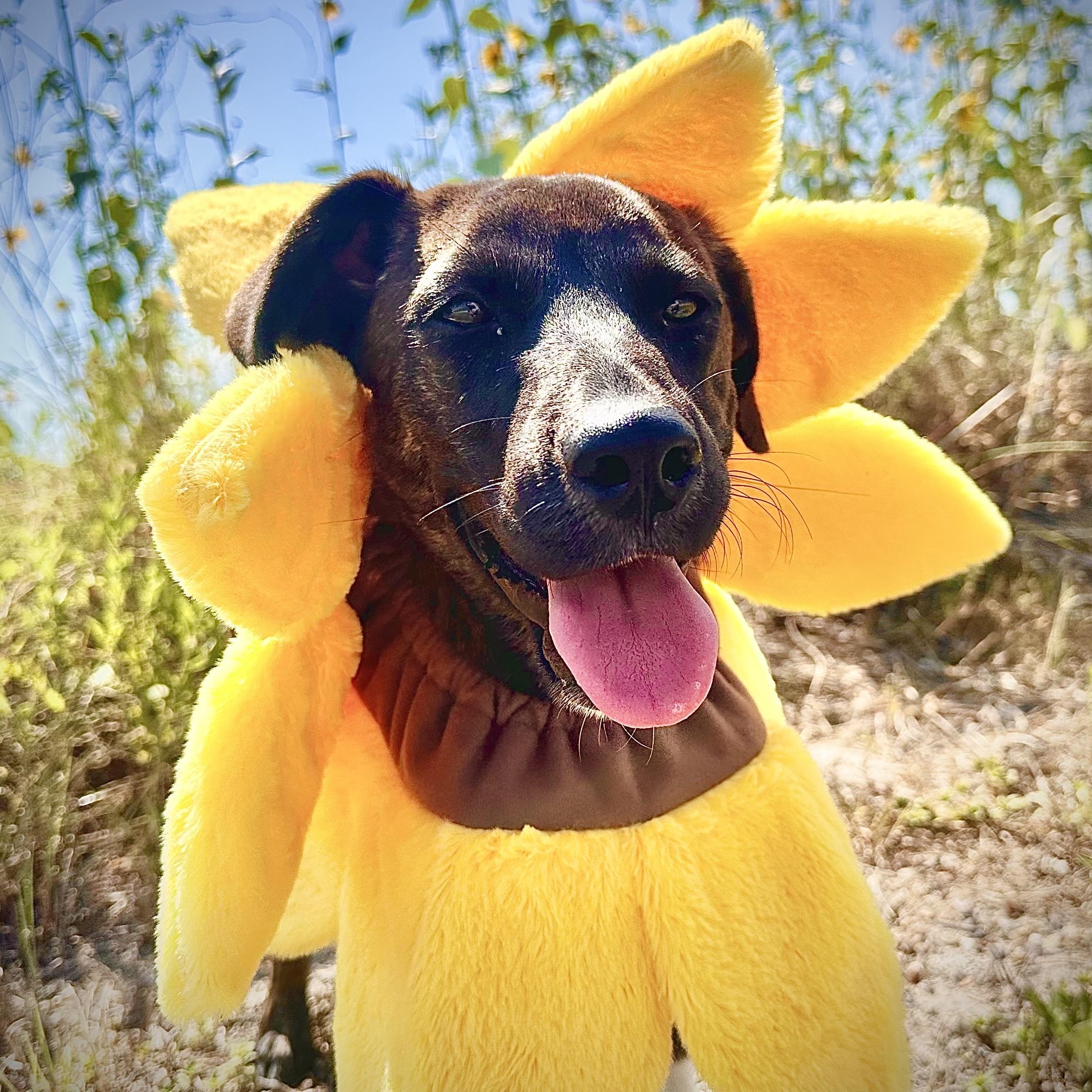 Poppy Rae, an adoptable Labrador Retriever, Border Terrier in Calumet, MI, 49913 | Photo Image 6