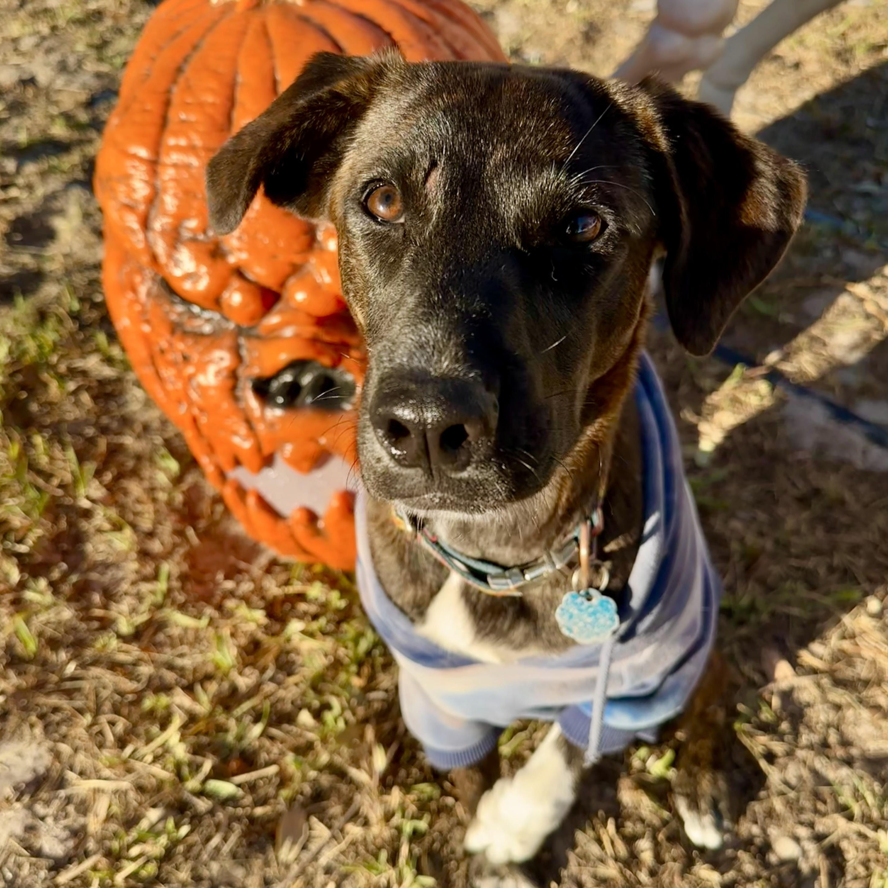 Poppy Rae, an adoptable Labrador Retriever, Border Terrier in Calumet, MI, 49913 | Photo Image 4