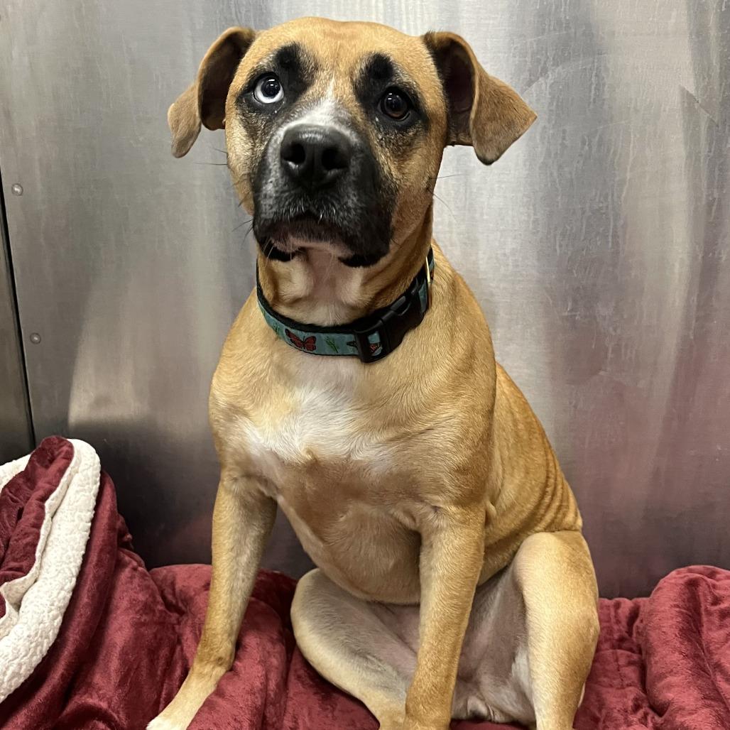 Chloe Jane - Foster, Adoptable, Adult Female Mixed Breed.