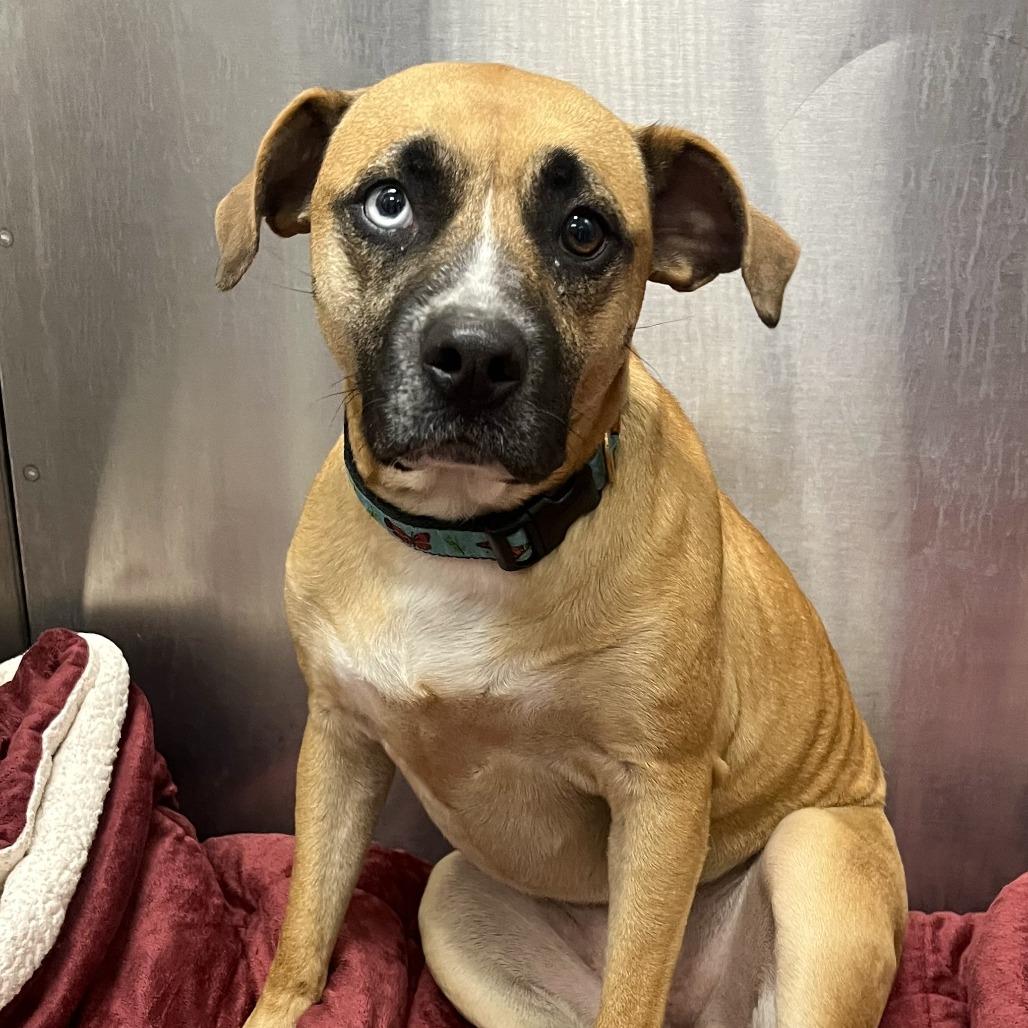Enlarge Chloe Jane - Foster, a Adoptable Mixed Breed in Grand Rapids, MI image 2/6