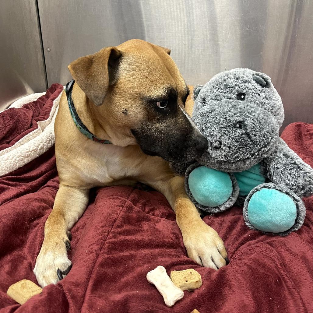 Enlarge Chloe Jane - Foster, a Adoptable Mixed Breed in Grand Rapids, MI image 3/6
