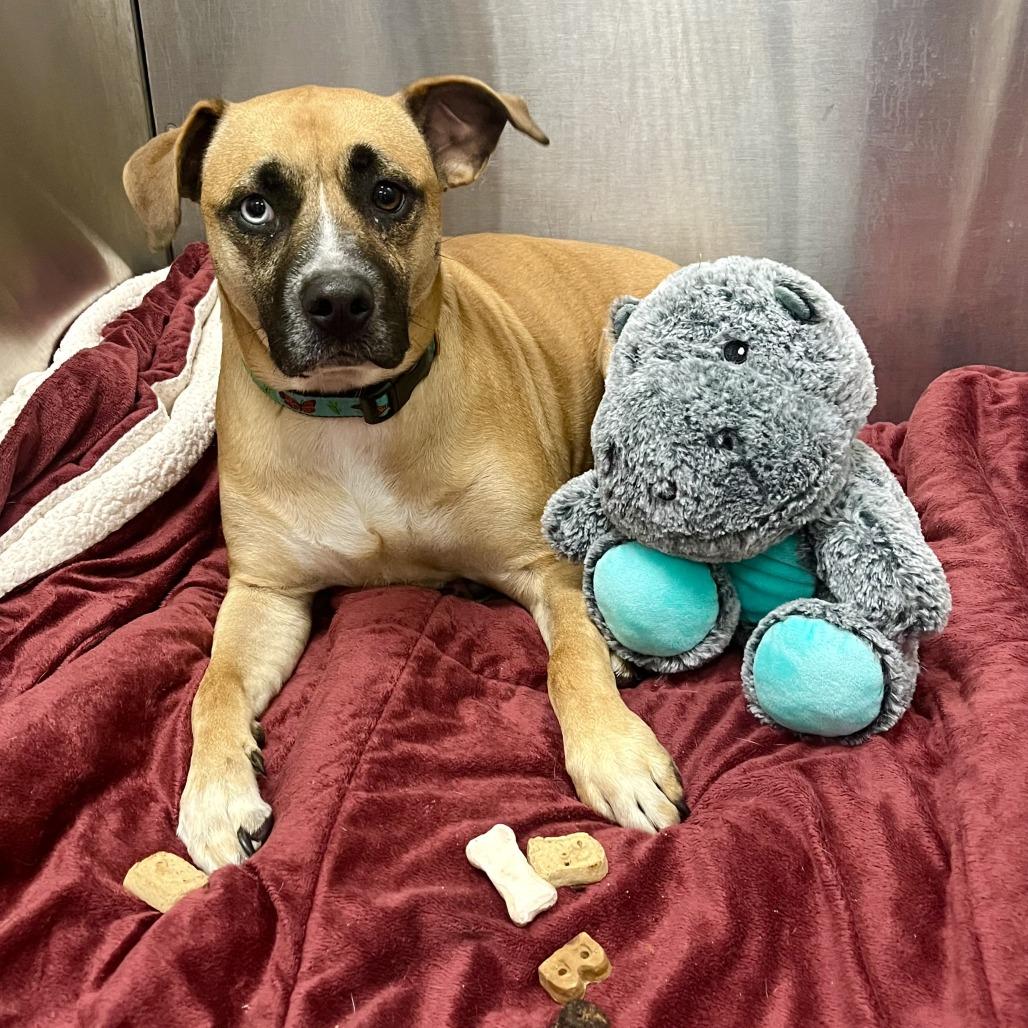 Enlarge Chloe Jane - Foster, a Adoptable Mixed Breed in Grand Rapids, MI image 4/6
