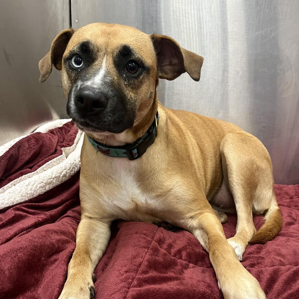 Enlarge Chloe Jane - Foster, a Adoptable Mixed Breed in Grand Rapids, MI image 5/6
