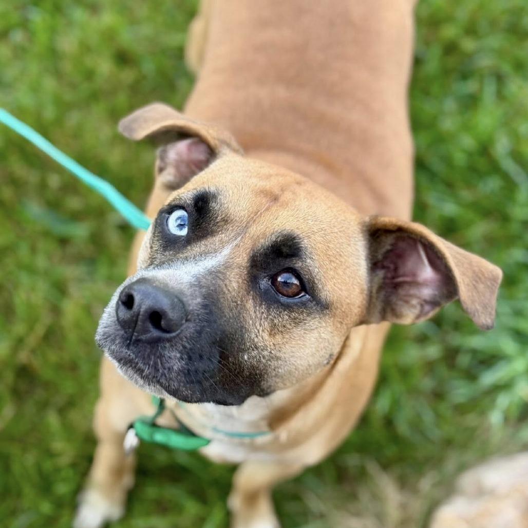Enlarge Chloe Jane - Foster, a Adoptable Mixed Breed in Grand Rapids, MI image 6/6