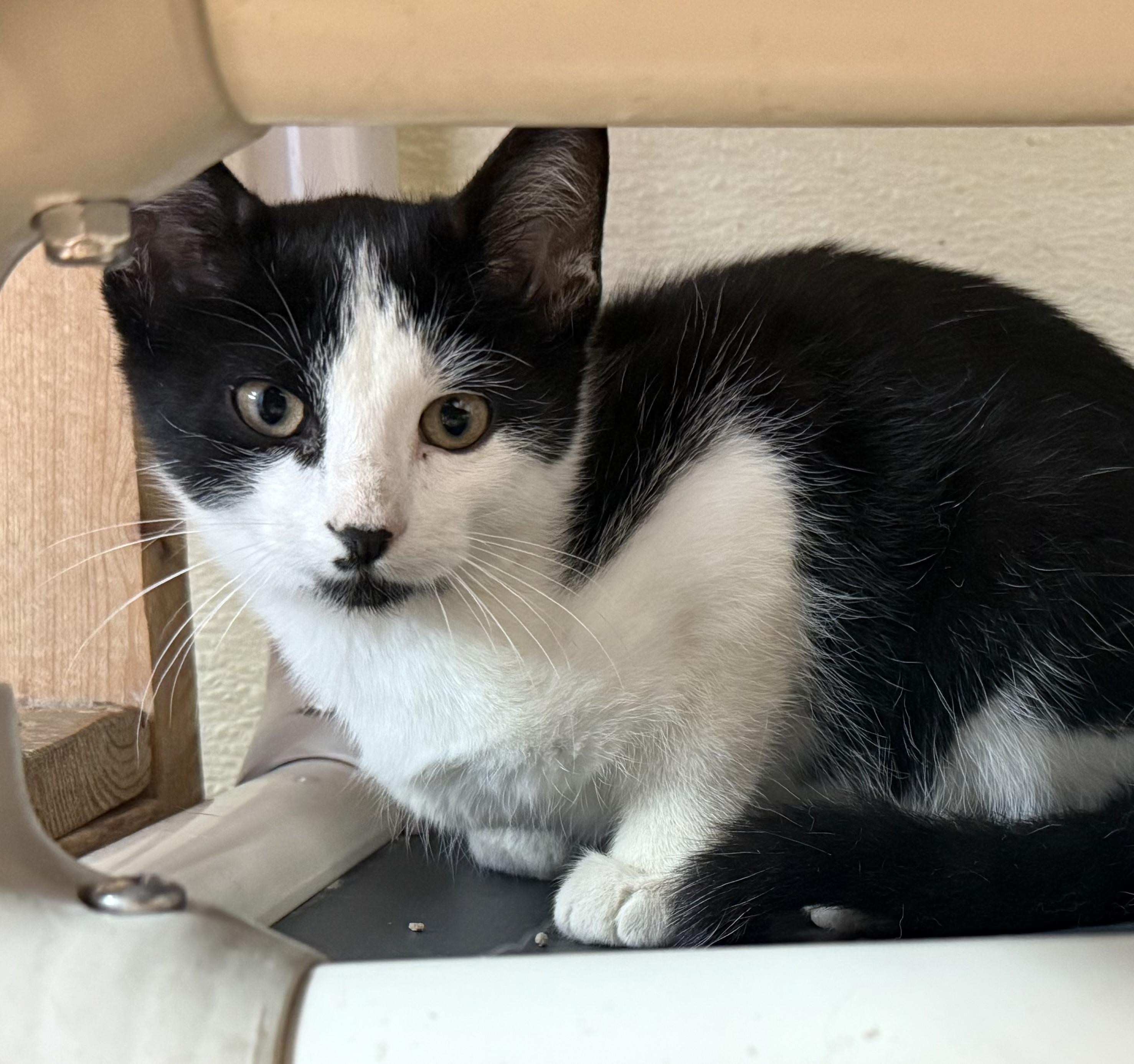 Lantern, Adoptable, Young Male Domestic Short Hair.