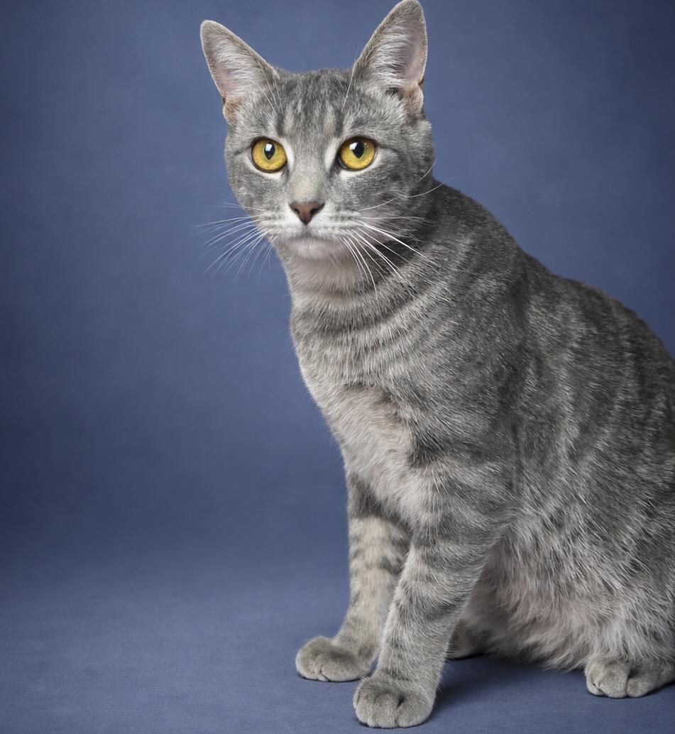 Millie, Adoptable, Adult Female Domestic Short Hair.