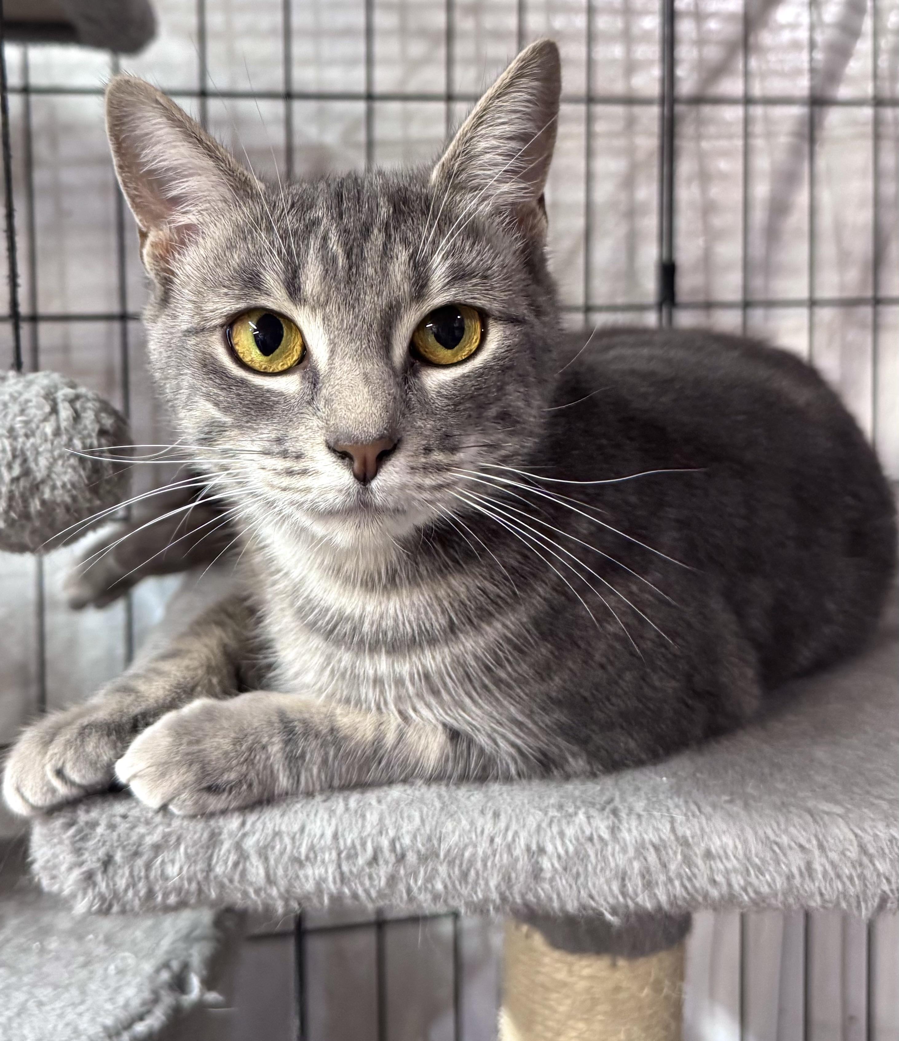 Millie, Adoptable, Adult Female Domestic Short Hair.