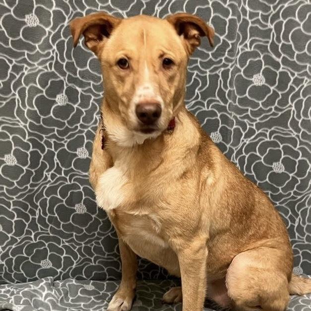 Enlarge Goldie, an adoptable mixed breed in Libertyville, IL image 2/3