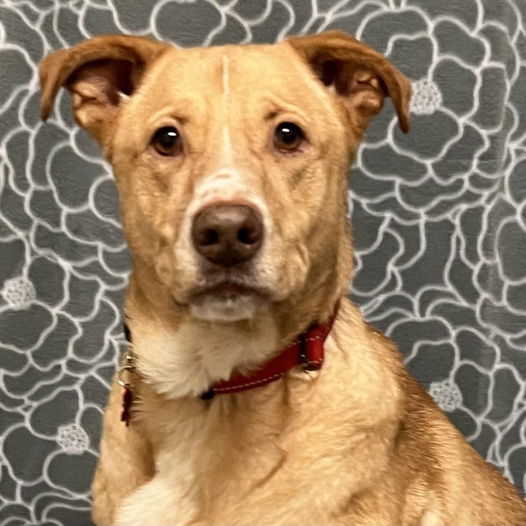 Enlarge Goldie, an adoptable mixed breed in Libertyville, IL image 1/3