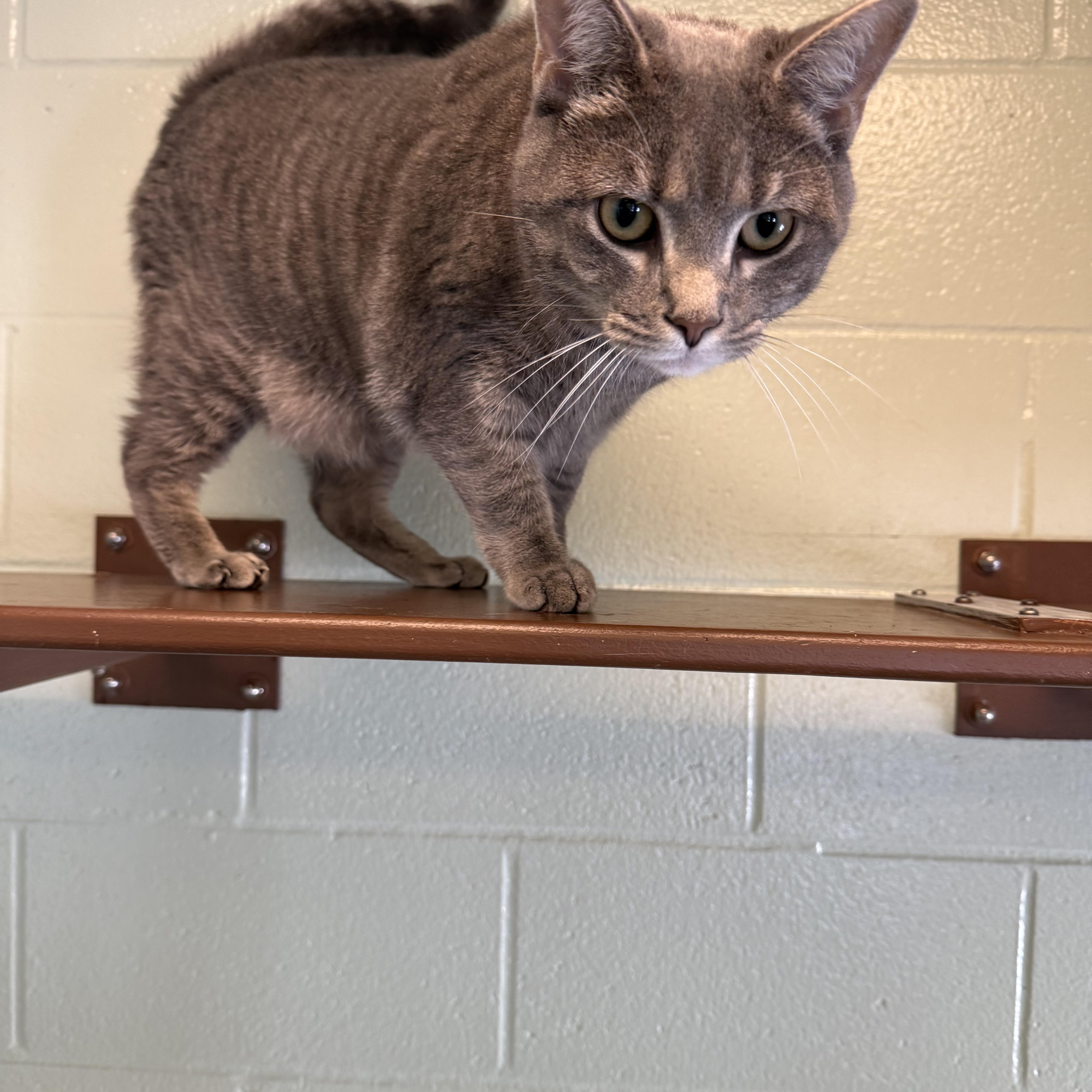 Enlarge Midas, a Adopted Domestic Short Hair in Brownsville, VT image 1/1
