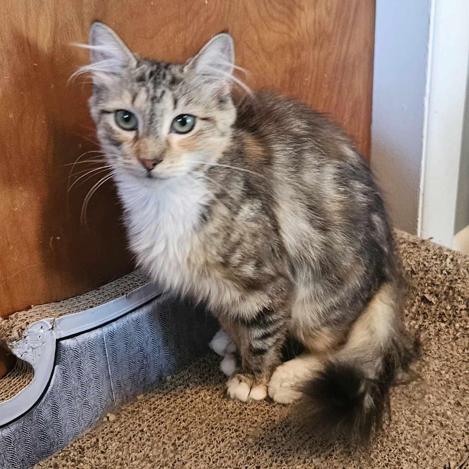 Harmony (medium Haired Calico)