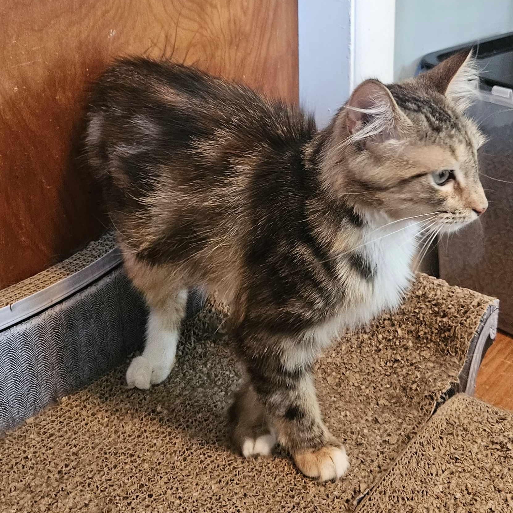 Harmony (medium Haired Calico) thumbnail 3