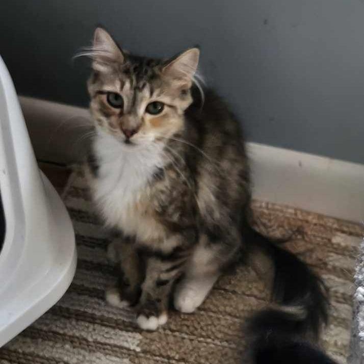 Harmony (medium Haired Calico) thumbnail 4