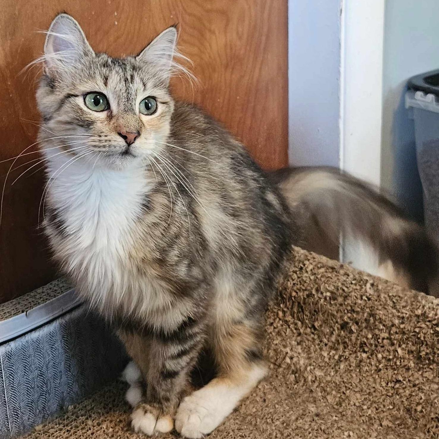 Harmony (medium Haired Calico) thumbnail 3