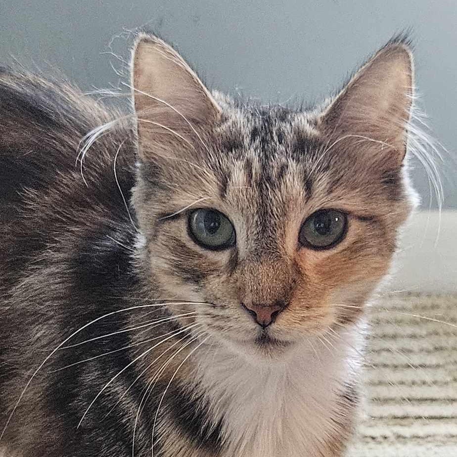 Harmony (medium Haired Calico) thumbnail 5