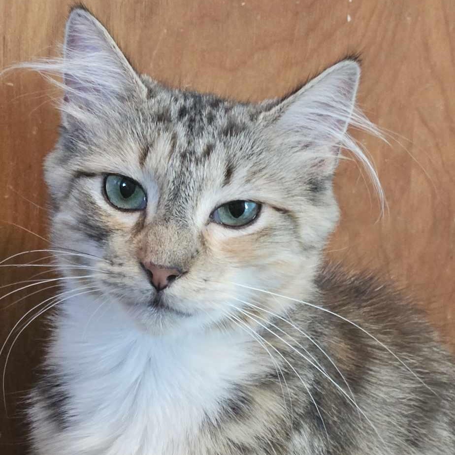 Harmony (medium Haired Calico) thumbnail 6