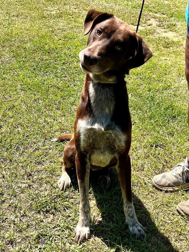 Enlarge Charlie, a Adoptable Pointer in Troy, AL image 2/3
