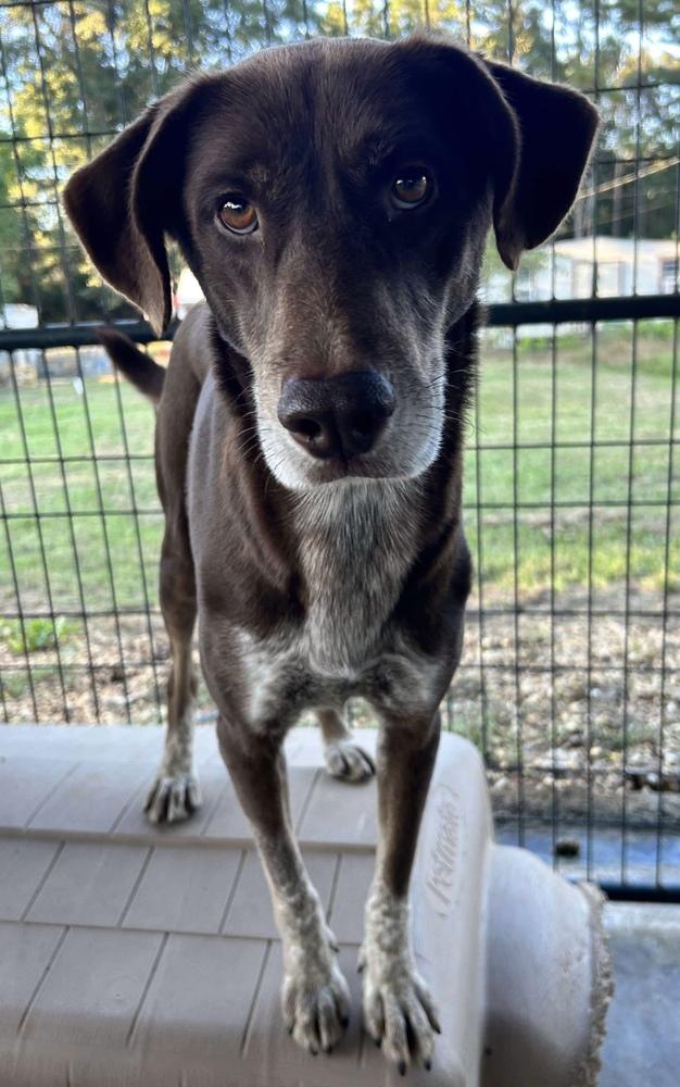 Enlarge Charlie, a Adoptable Pointer in Troy, AL image 3/3