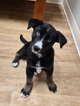 Honey Bun, ADOPTABLE, Puppy Female Terrier.