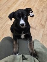 Enlarge Honey Bun, a ADOPTABLE mixed breed in Woodstock, IL image 2/3