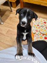 Enlarge Honey Bun, a ADOPTABLE mixed breed in Woodstock, IL image 3/3