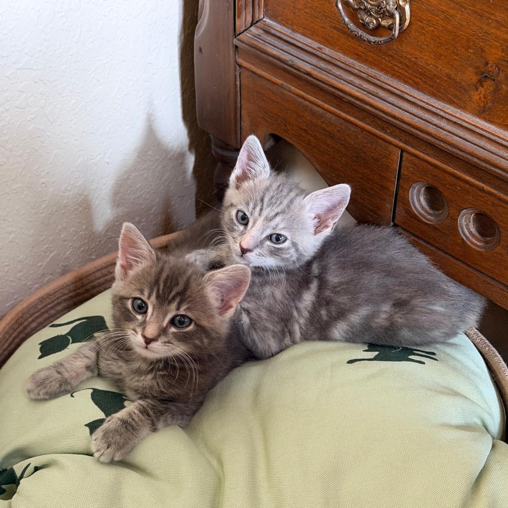 Enlarge Loquat, a Adoptable Domestic Short Hair in Jupiter, FL image 1/6