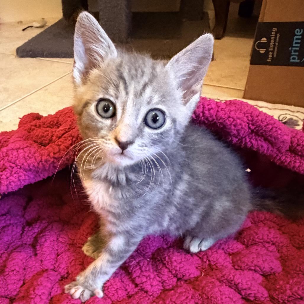 Enlarge Loquat, a Adoptable Domestic Short Hair in Jupiter, FL image 4/6