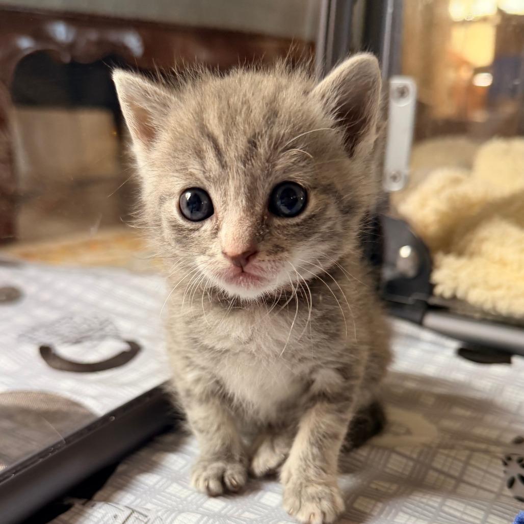 Enlarge Loquat, a Adoptable Domestic Short Hair in Jupiter, FL image 5/6