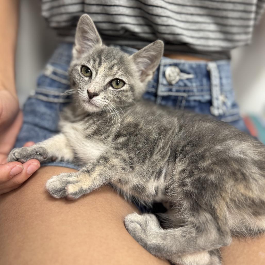 Enlarge Loquat, a Adoptable Domestic Short Hair in Jupiter, FL image 6/6