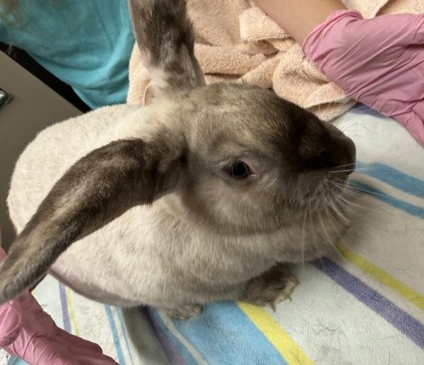 Trix, Adoptable, Adult Female Holland Lop.