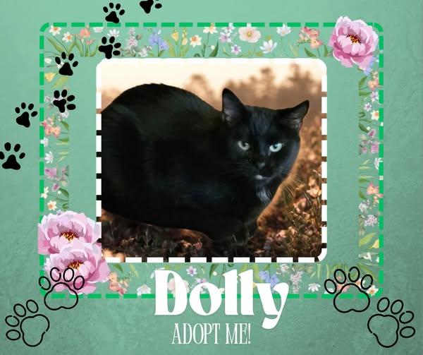 Enlarge Dolly, a ADOPTABLE American Shorthair in Paris, IL image 1/1