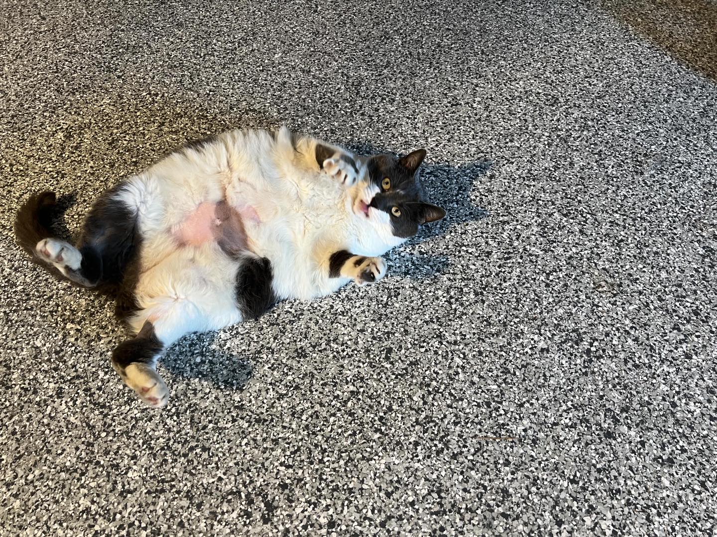 Tofu, an adopted Domestic Short Hair in Fulton, NY_image-1