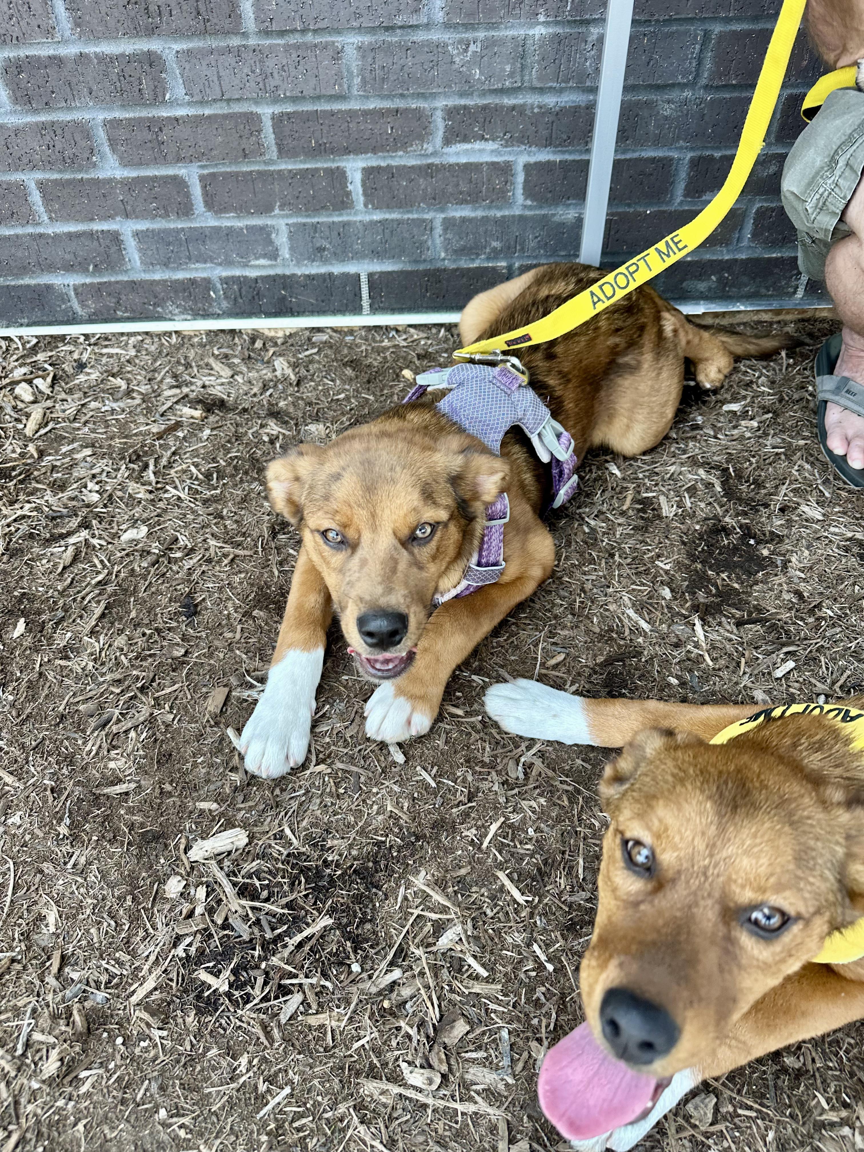 Enlarge Leonard, a Adopted mixed breed in Lago Vista, TX image 1/3