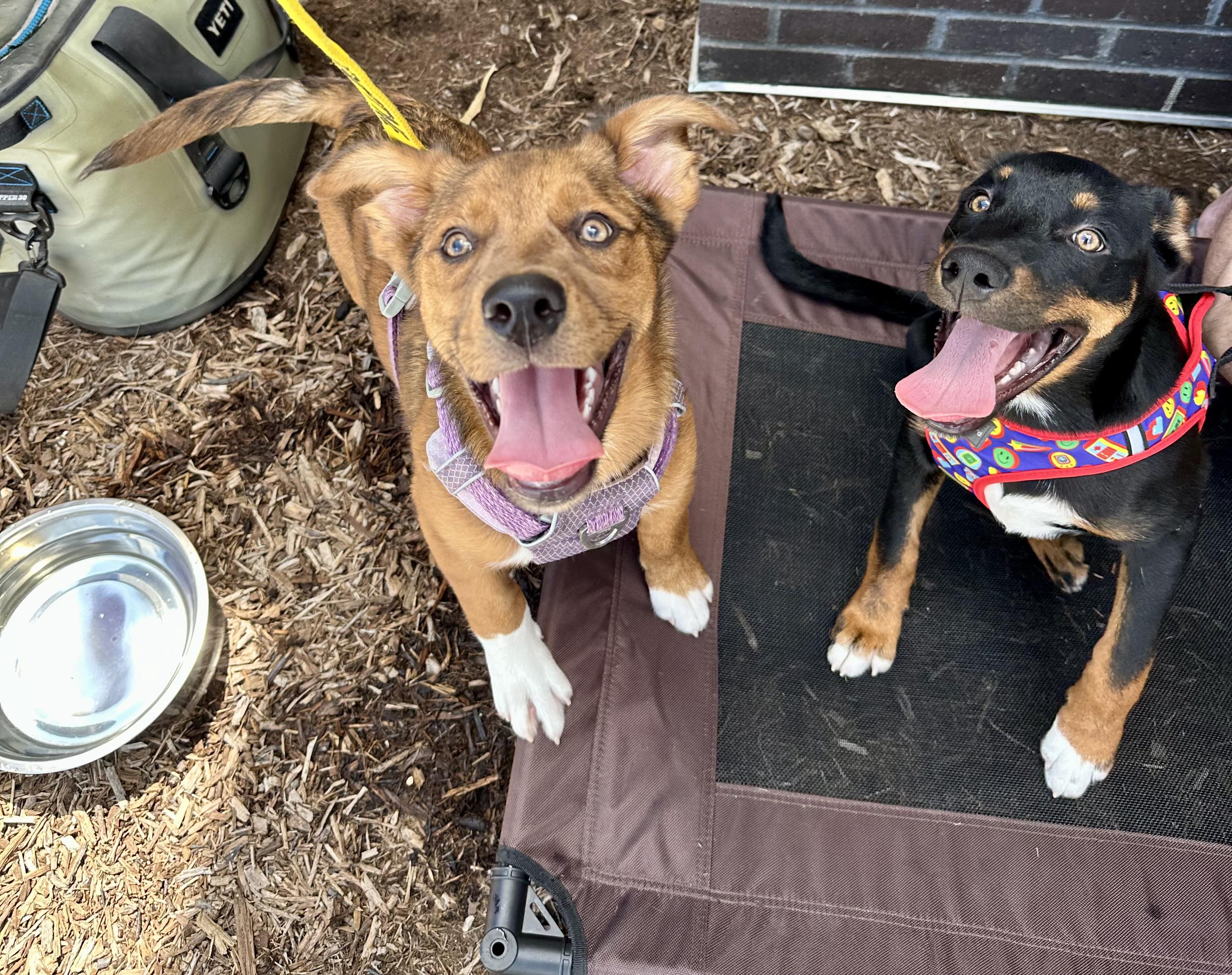 Enlarge Leonard, a Adopted mixed breed in Lago Vista, TX image 2/3