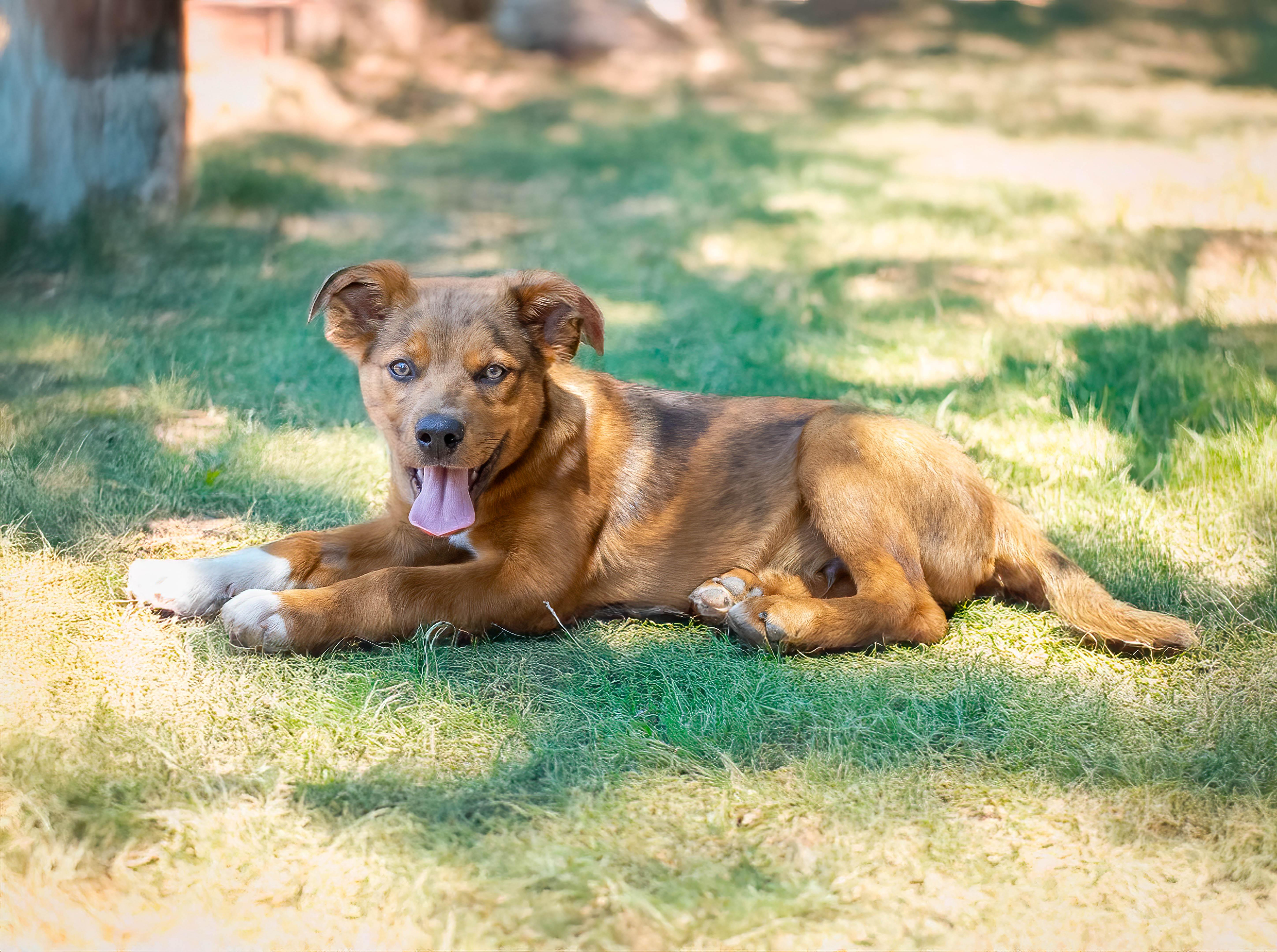 Enlarge Leonard, a Adopted mixed breed in Lago Vista, TX image 3/3