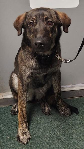 Fera, an adoptable Dutch Shepherd in Butte, MT, 59701 | Photo Image 2