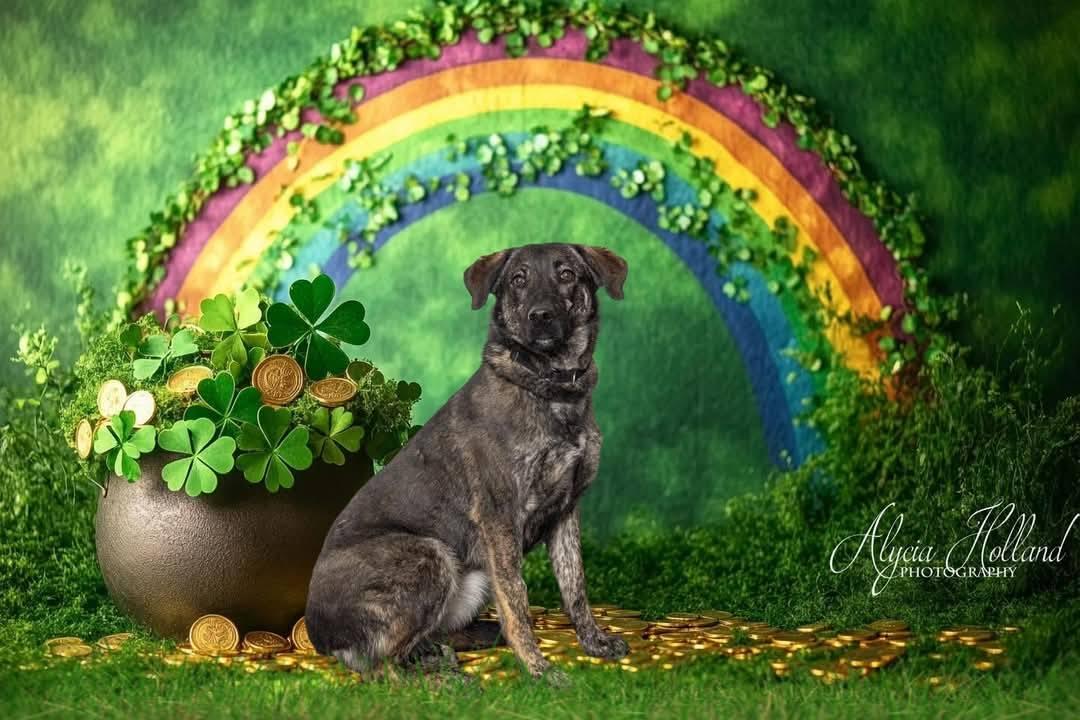 Fera, an adoptable Dutch Shepherd in Butte, MT, 59701 | Photo Image 1