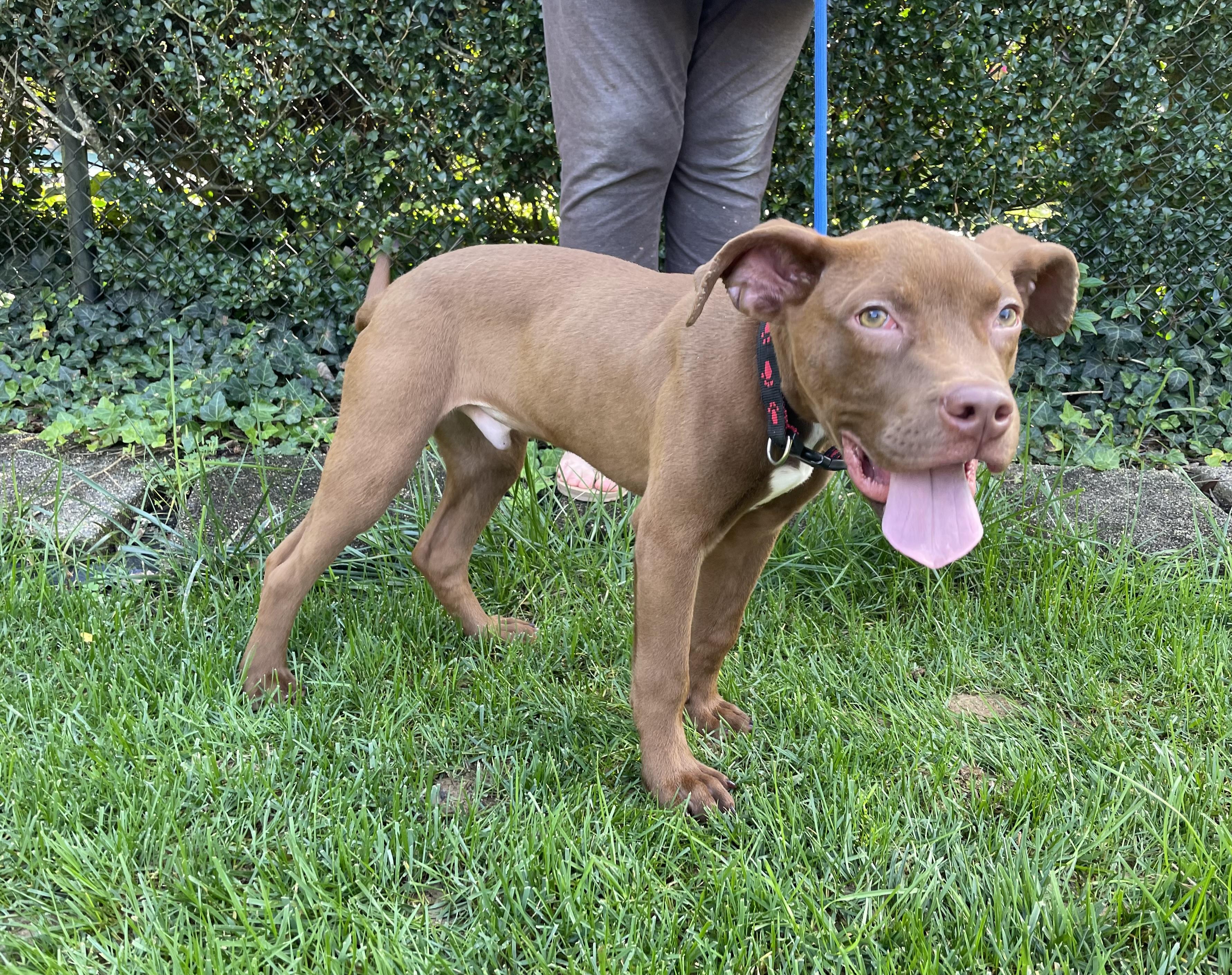 Enlarge Twix, a Adoptable mixed breed in Leesburg, VA image 3/5