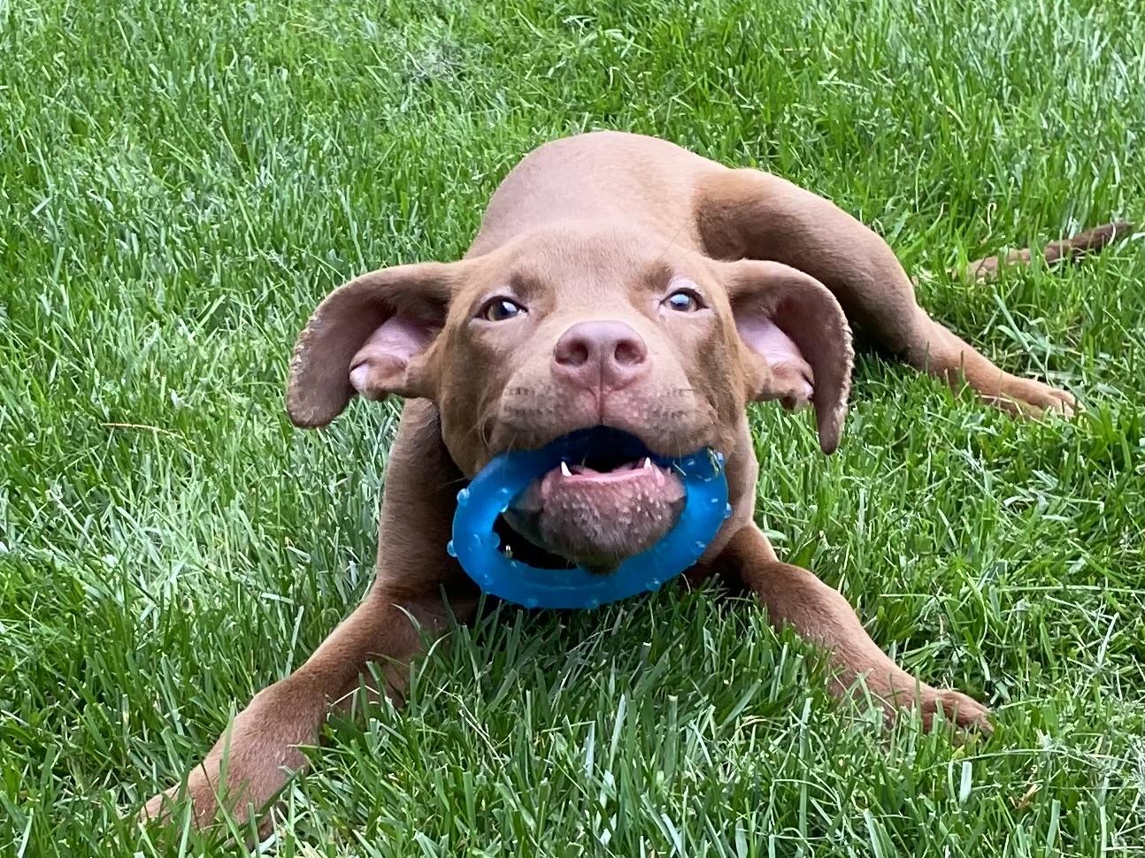 Enlarge Twix, a Adoptable mixed breed in Leesburg, VA image 1/5