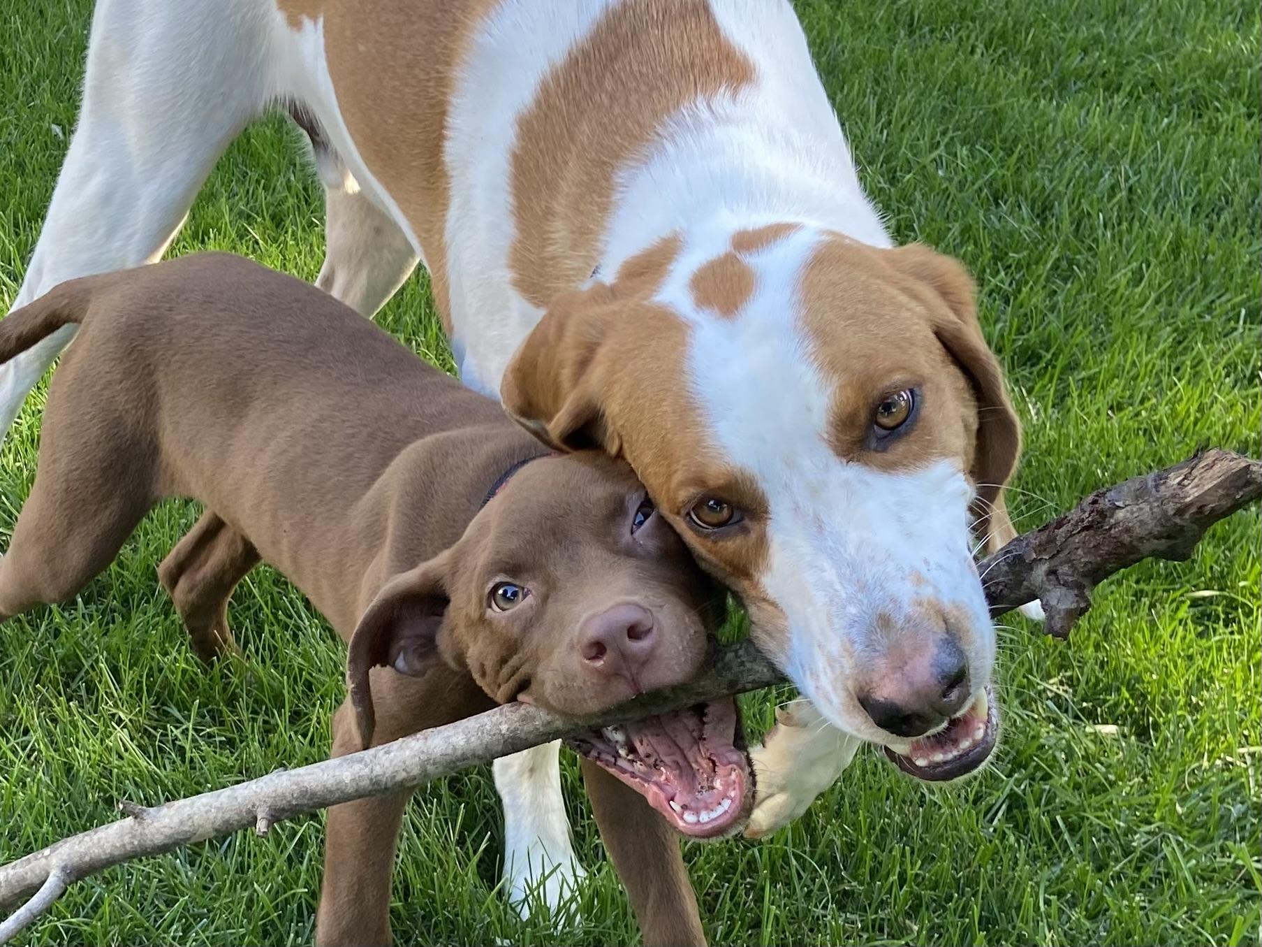 Enlarge Twix, a Adoptable mixed breed in Leesburg, VA image 2/5