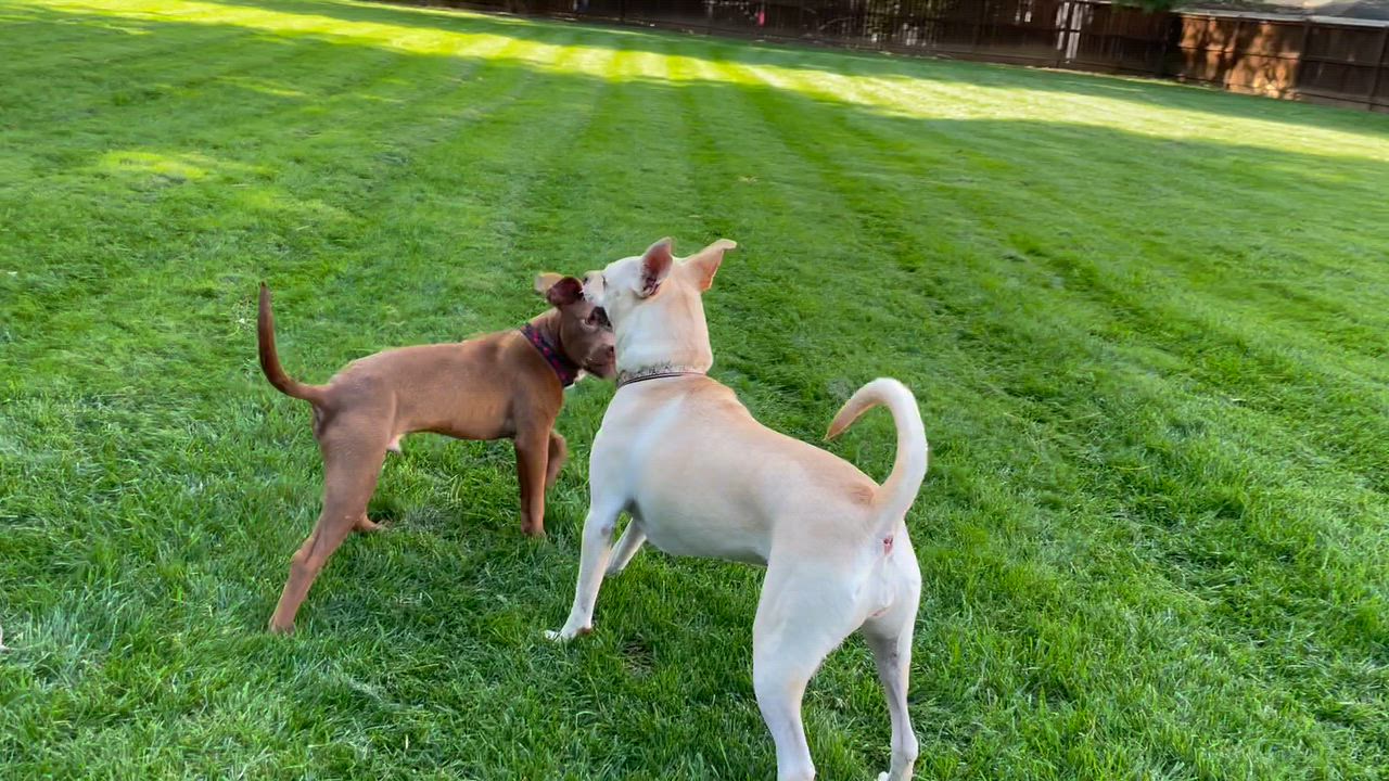 Enlarge Twix, a Adoptable mixed breed in Leesburg, VA video 5/5