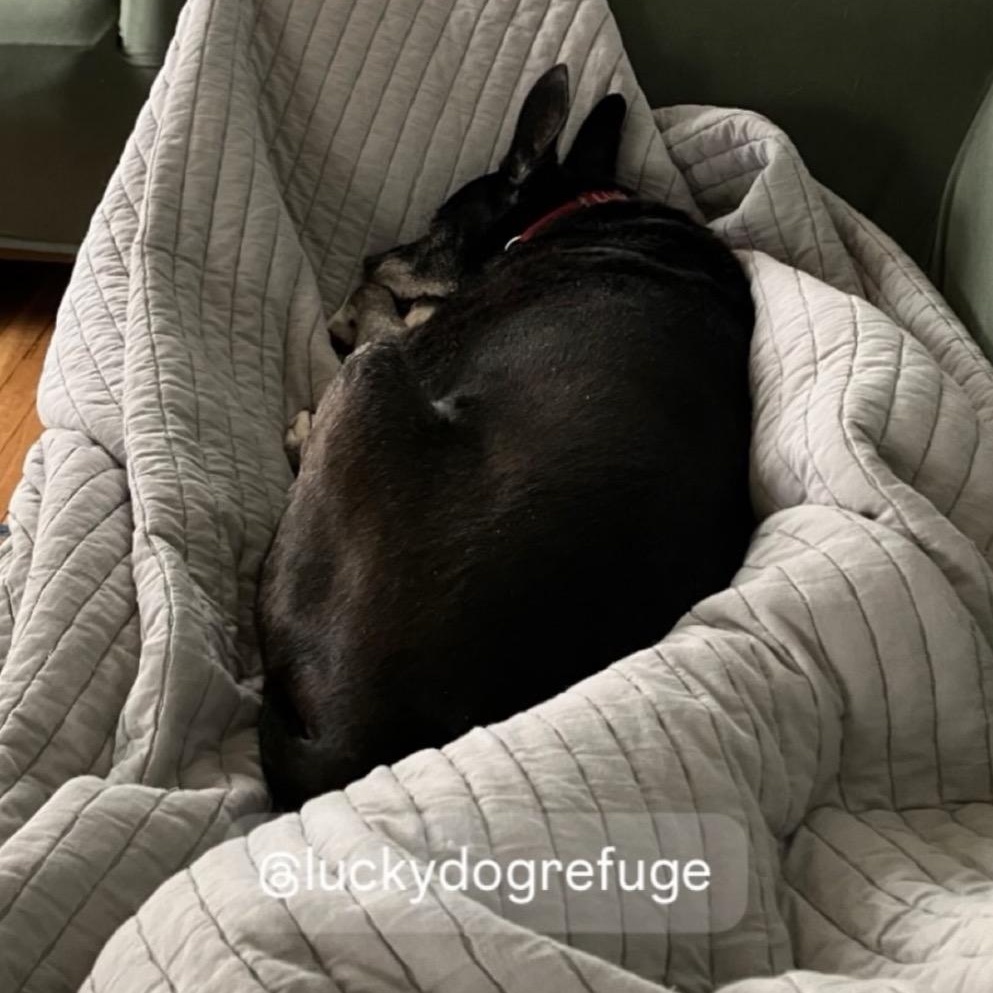 Zeus, an adopted mixed breed in Stamford, CT image 6/6