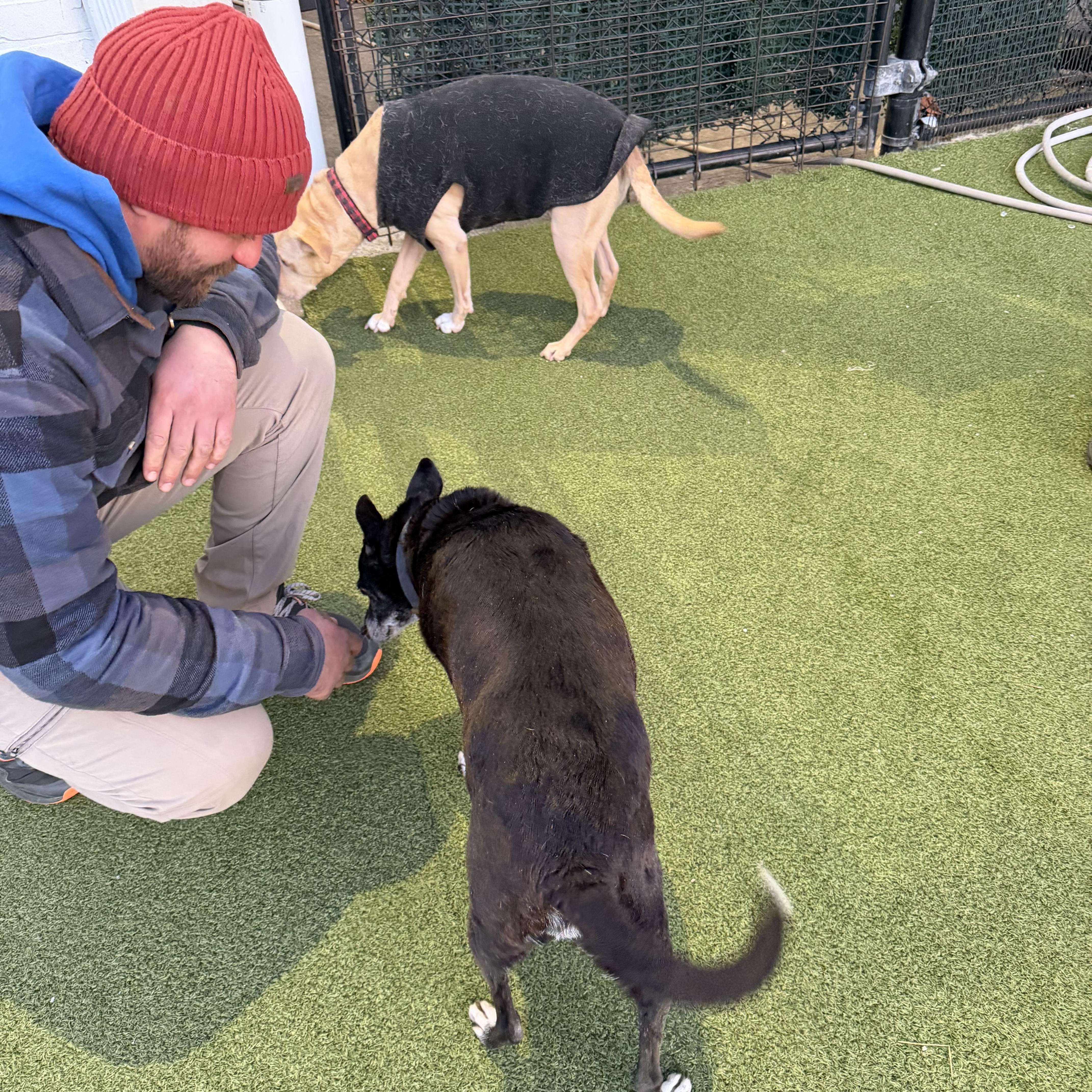 Zeus, an adopted mixed breed in Stamford, CT image 2/6