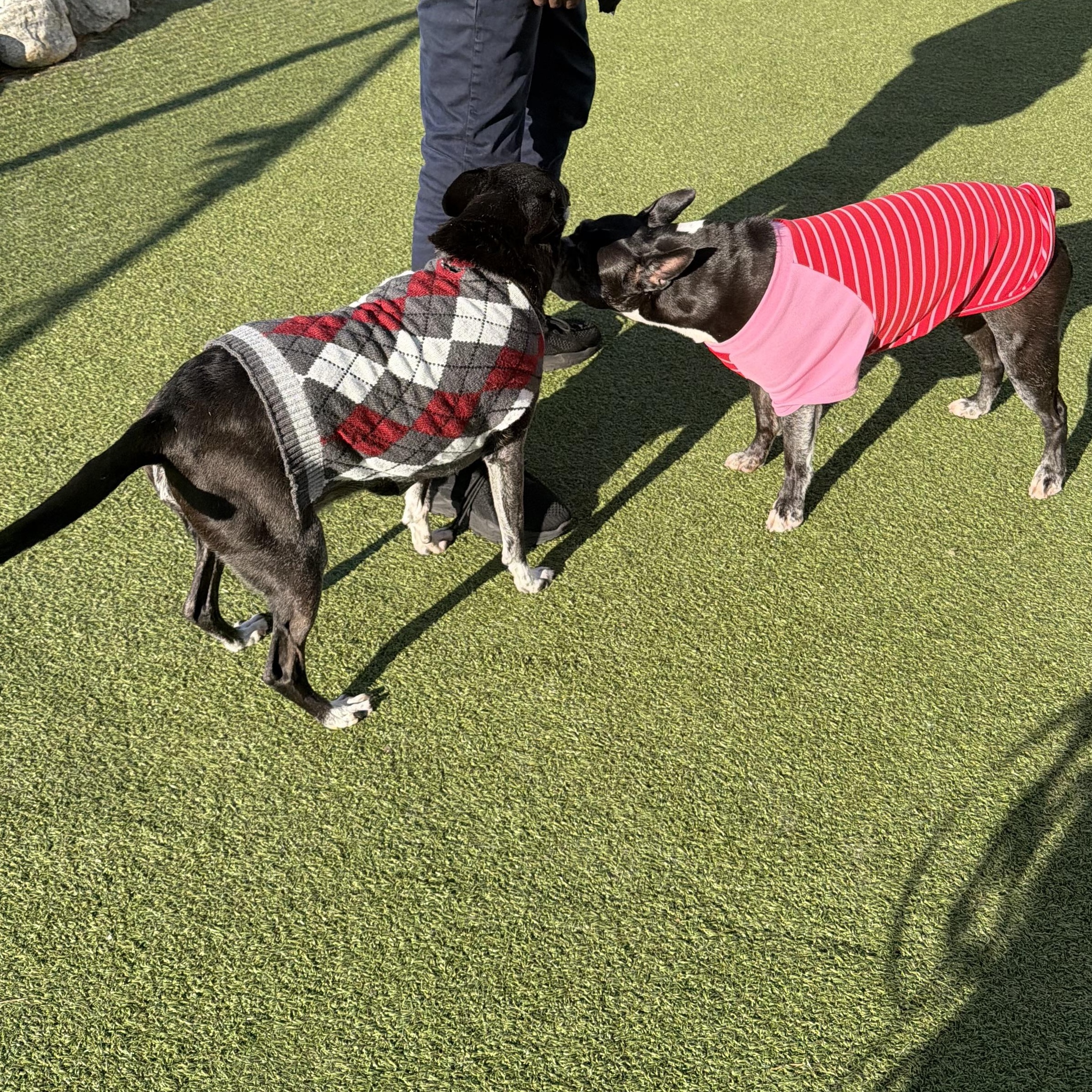 Zeus, an adopted mixed breed in Stamford, CT image 3/6