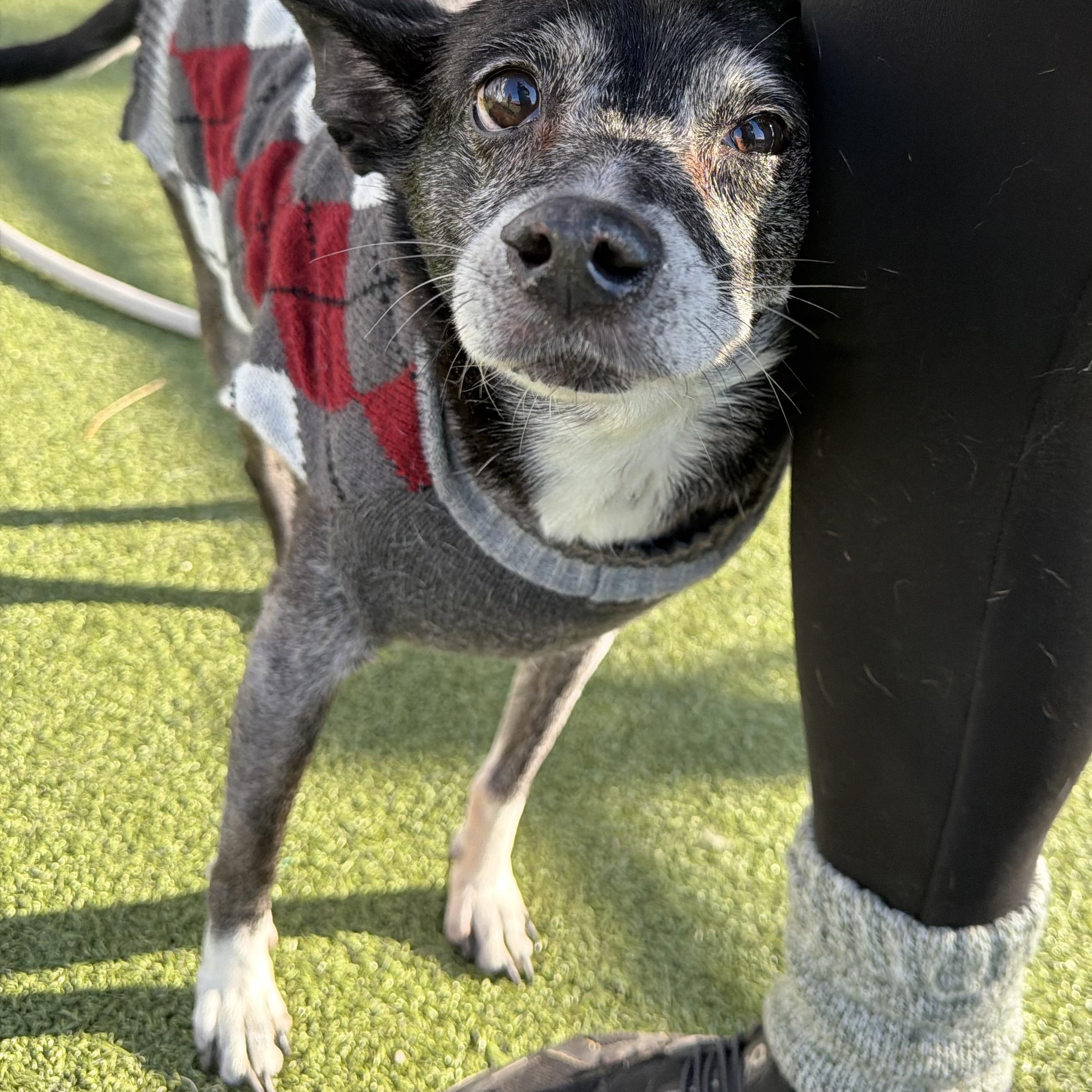 Zeus, ADOPTABLE, Senior Male Mixed Breed.