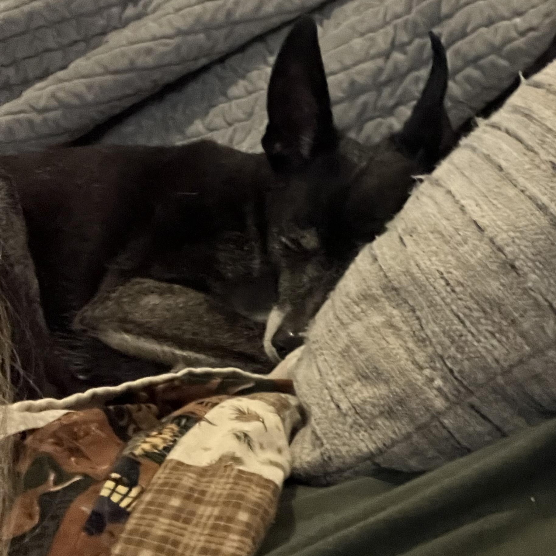 Zeus, an adopted mixed breed in Stamford, CT image 5/6