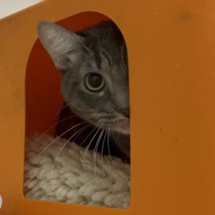 Tyson, Adoptable, Young Male Domestic Short Hair & Domestic Short Hair.