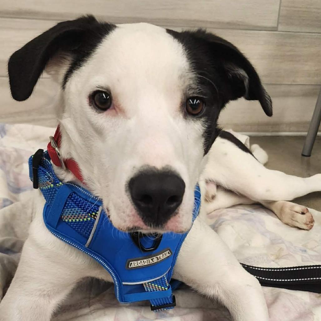 Bert, Adoptable, Young Male Border Collie & Labrador Retriever.