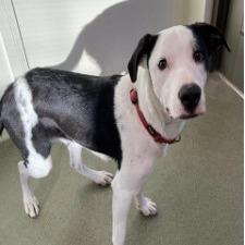 Enlarge Bert, a Adoptable mixed breed in Overland Park, KS image 3/3