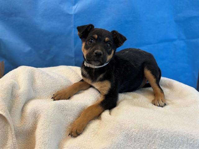Enlarge GRACEY, a Adoptable mixed breed in Lancaster, CA image 1/1
